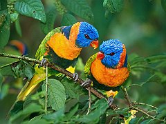 Rainbow Lorikeets